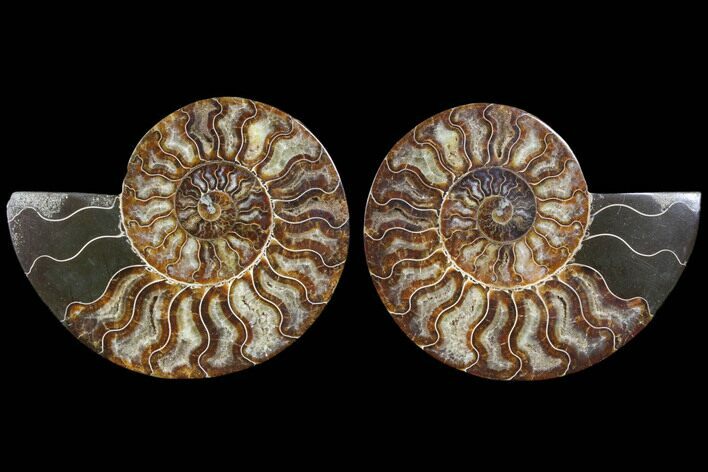 Cut & Polished Ammonite Fossil - Agatized #91188